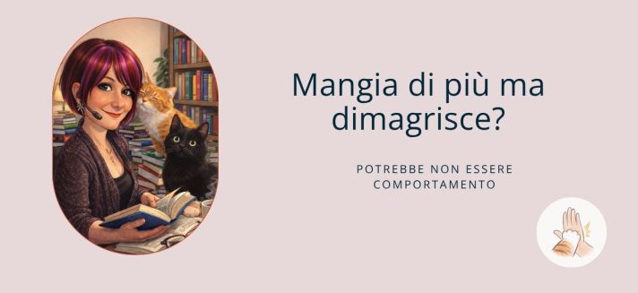gatto domestico che mangia molto ma appare magro possibile ipertiroidismo felino